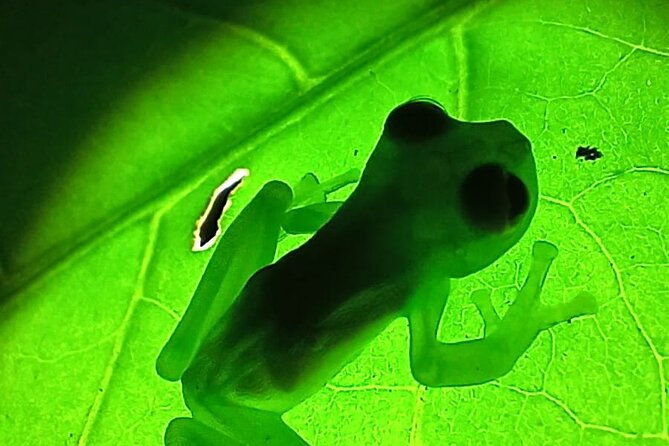 monteverde-night-tour-in-the-forests