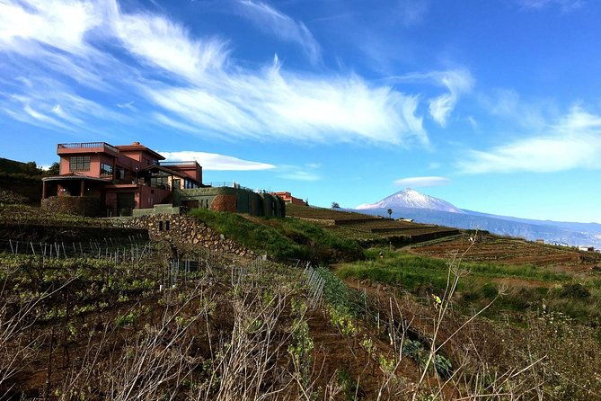 mount-teide-and-tenerife-north-with-food-wine-tasting-private-tour