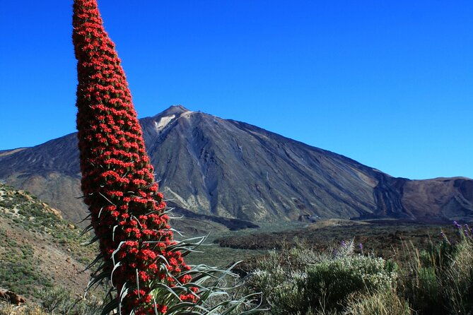 mount-teide-quad-day-trip-in-tenerife-national-park