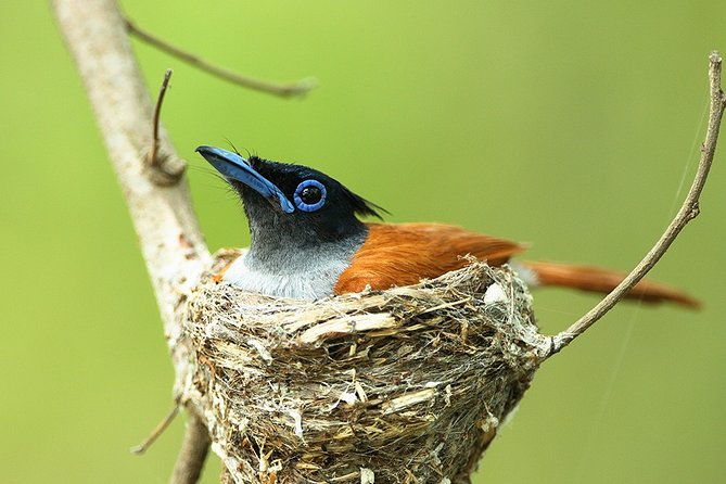 muthurajawela-bird-watching-tour-from-colombo-negombo-2