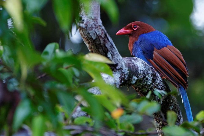 muthurajawela-bird-watching-tour-from-colombo-negombo