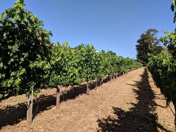 napa-and-sonoma-valley-wine-6-hour-tour-from-san-francisco