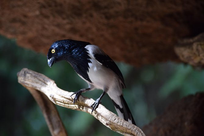national-aviary