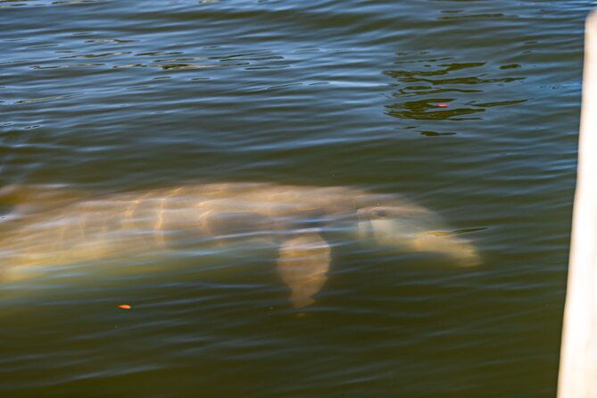 national-park-pedal-kayak-tours-in-new-smyrna-beach