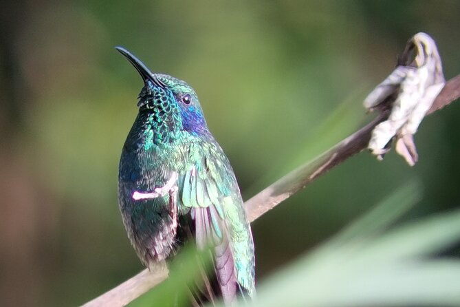 natural-history-hike-in-the-monteverde-cloud-forest