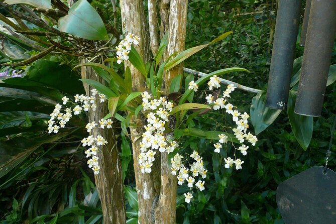 nature-and-sightseeing-tour-at-phantasea-tropical-botanical-garden