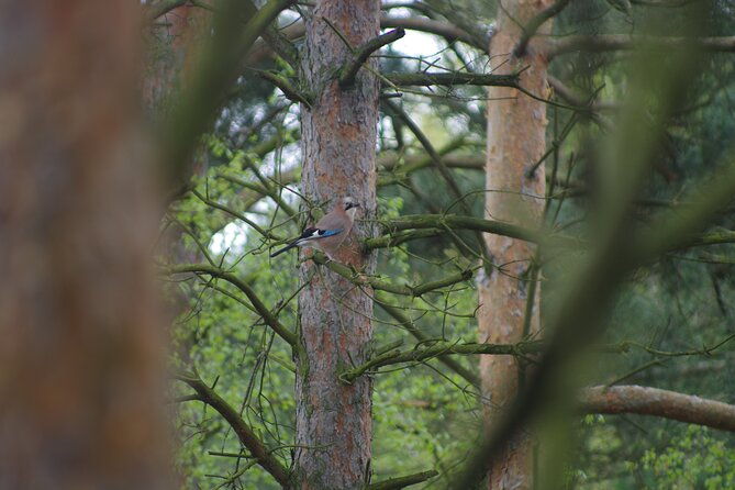 nature-walk-and-wildlife-tour-in-sobieszewo-island