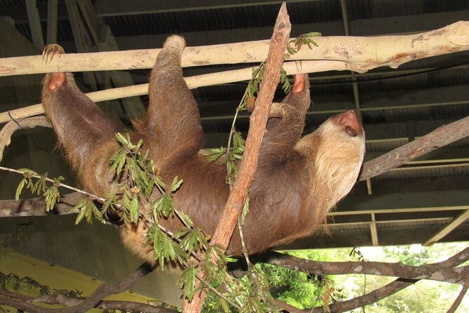 navigation-in-the-panama-canal-gatun-lake-and-sloth-sanctuary