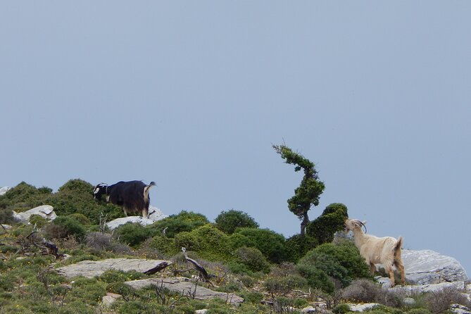 naxos-hike-to-the-top-of-the-cyclades-mount-zas-2