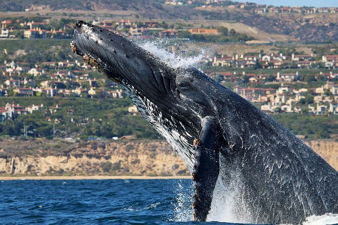 newport-beach-whale-and-dolphin-watching-cruise