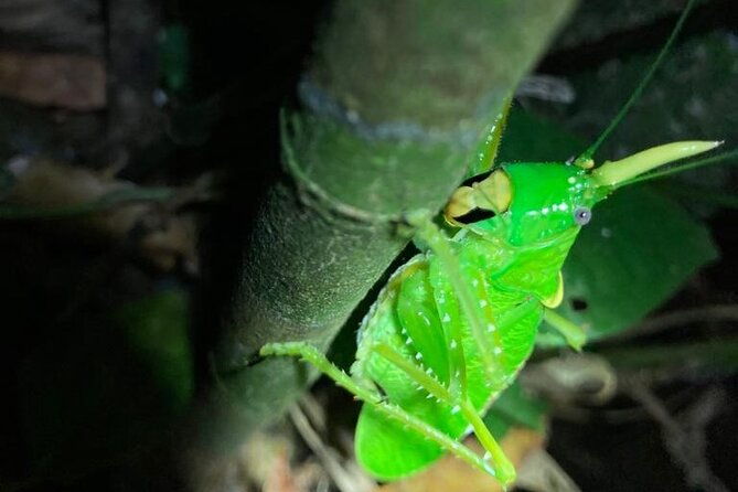 night-adventures-in-monteverde