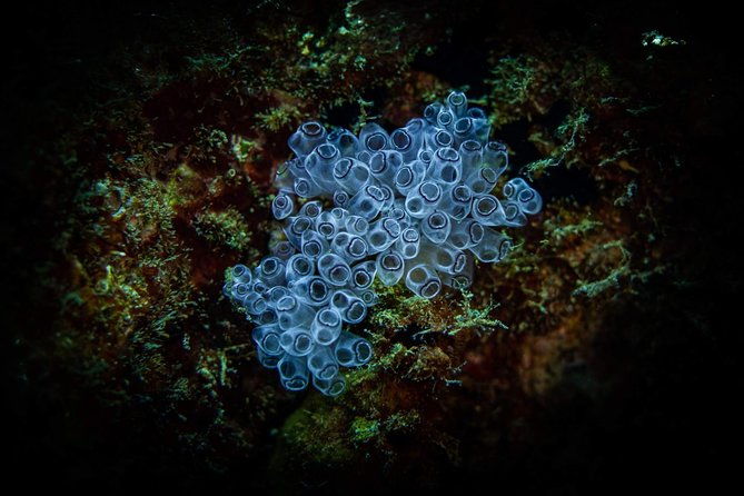 night-shore-diving-mangel-halto-aruba-for-certified-divers