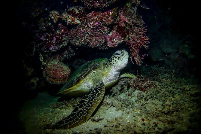 night-time-snorkel-at-turtletown-with-stars-lights-and-photos
