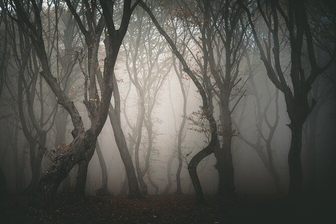 night-tour-in-hoia-baciu-forest