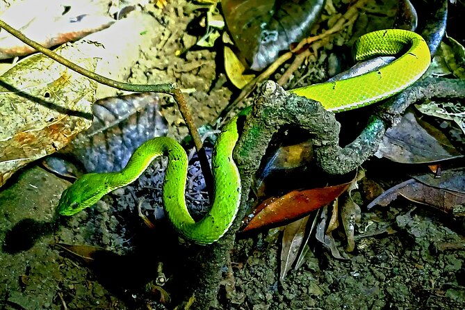 night-tour-tukas-night-walks-monteverde