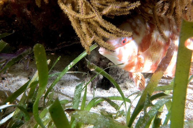 no-experience-required-to-discover-scuba-in-florida
