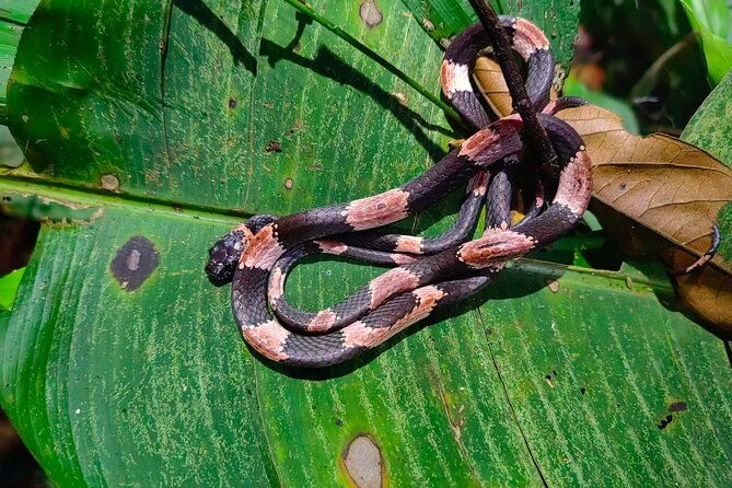 nocturnal-tour-in-manzanillo-refuge
