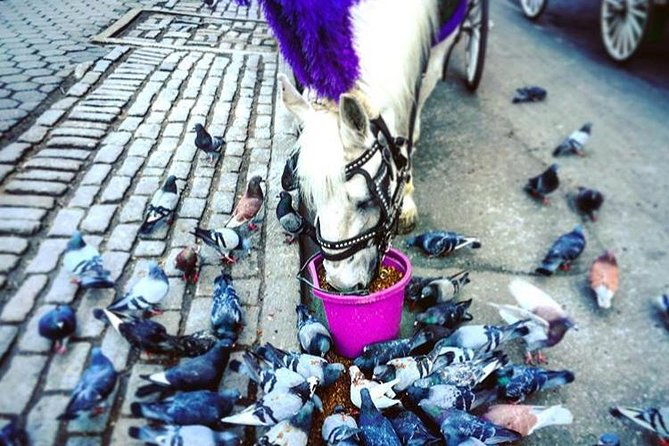 nyc-horse-carriage-ride-in-central-park-50-min-up-to-4-adults