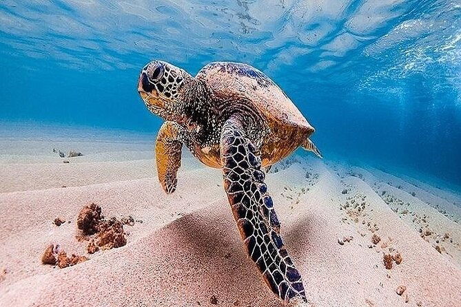 oahu-grand-circle-island-experience-from-waikiki-2