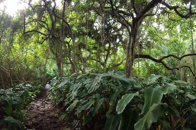 oahu-hidden-waterfall-hike-a-tropical-paradise-adventure