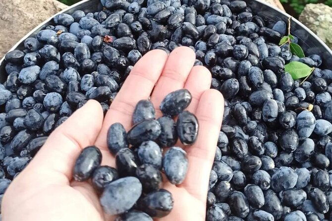 olbia-visit-a-myrtle-making-factory-with-tasting