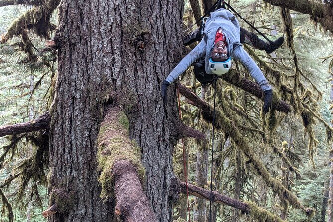 old-growth-tree-climbing-at-silver-falls-state-park