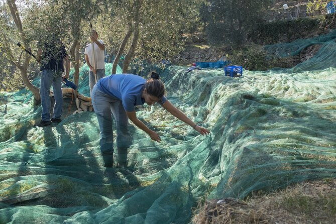 olive-oil-private-tour-in-portugal