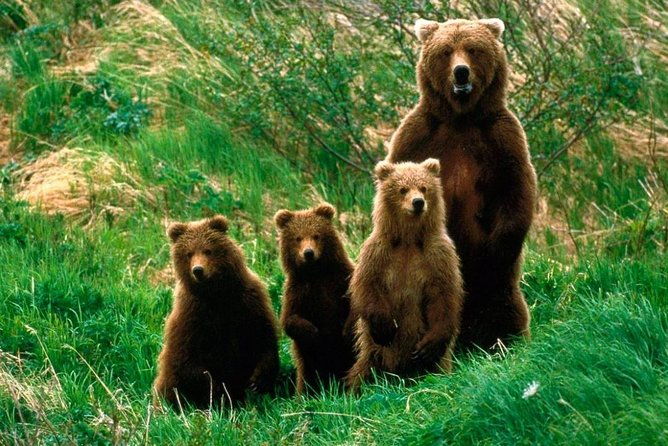 one-day-trip-bear-sanctuary-dracula-castel-and-rasnov-fortress-from-brasov