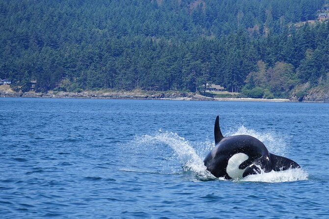 orca-whale-tour-near-seattle