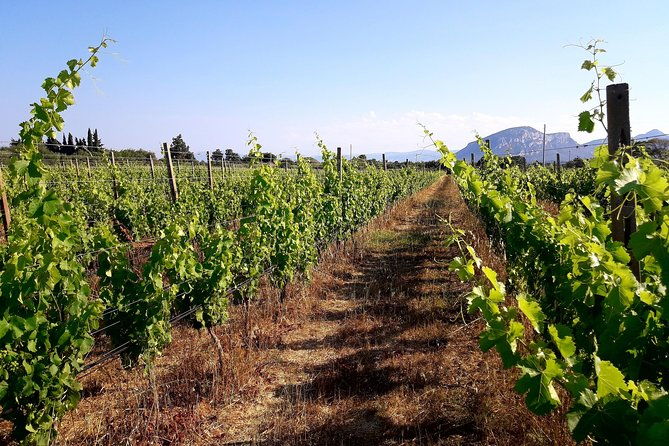 orosei-4x4-tour-wine-tasting