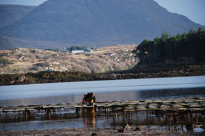 oyster-farm-and-tasting-experience