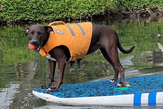 paddle-board-haleiwa-with-rescue-dogs