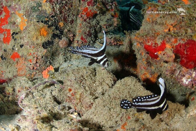 padi-discover-scuba-dive