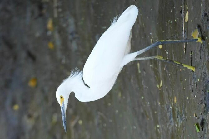 palo-verde-national-park-safari-boat-tour