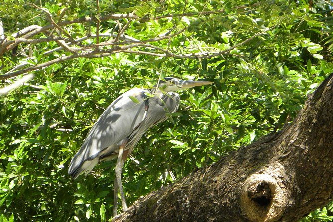 palo-verde-riverboat-tour