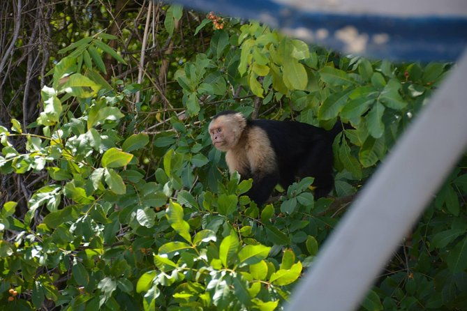 palo-verde-wildlife-tour-from-playa-hermosa-coco-beach
