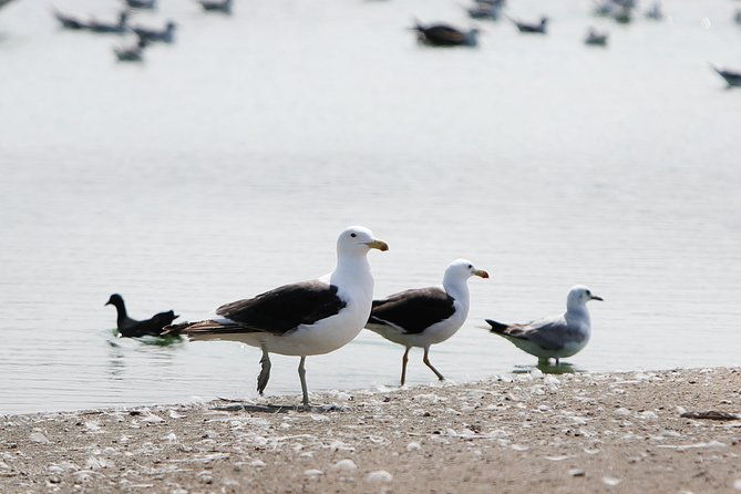 pantanos-de-villa-wildlife-refuge-tour-in-lima