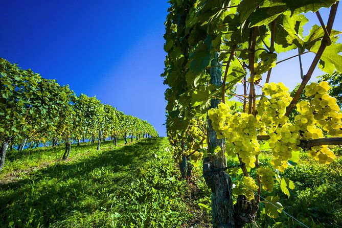 paso-robles-wine-adventure-with-pickup-from-pismo-beach-ca-2