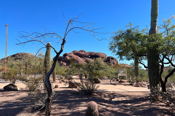 peaceful-morning-walk-guided-journey-through-the-sonoran-desert