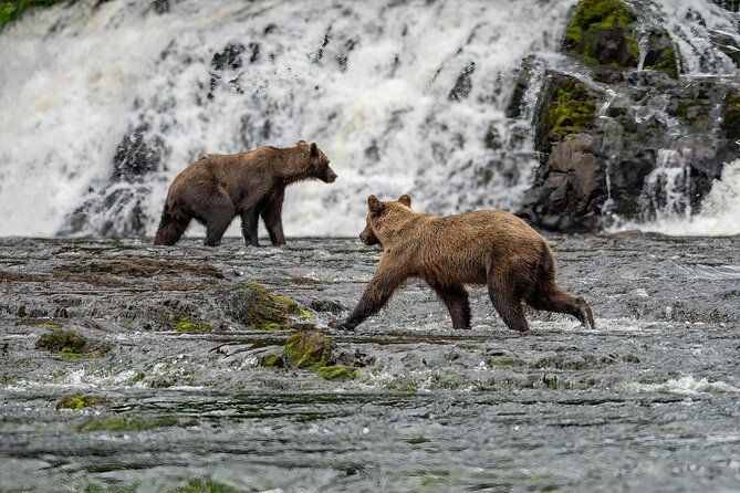peak-season-bear-viewing-by-seaplane