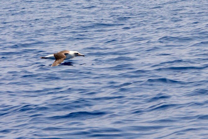 pelagic-wildlife-excursion-2