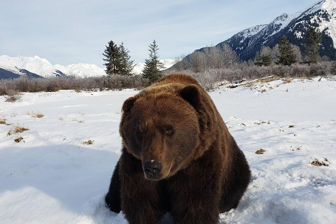 port-homer-day-tour-wilderness-wildlife-and-beach-experience
