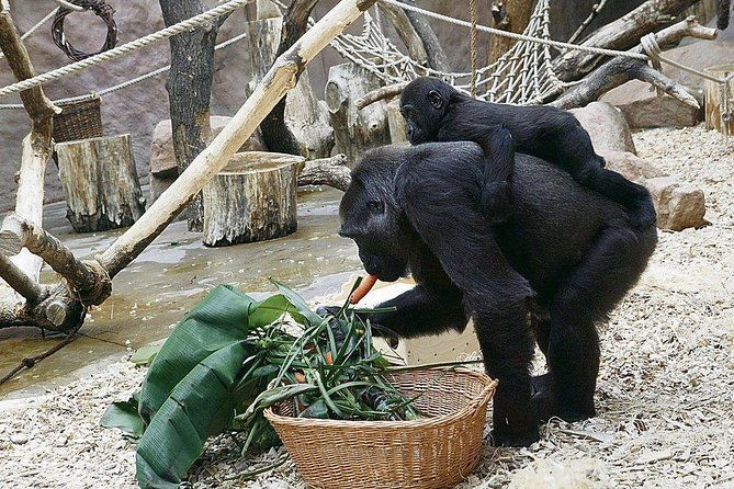 prague-zoo-admission-ticket-including-round-trip-transfer