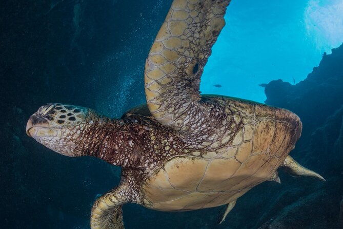 premium-afternoon-scuba-charter-for-all-certified-diver-levels