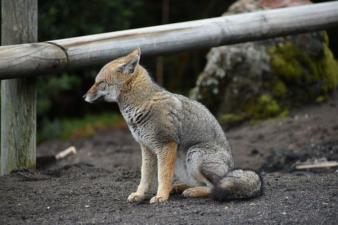 premium-full-day-shared-tour-osorno-volcano-and-petrohue-falls