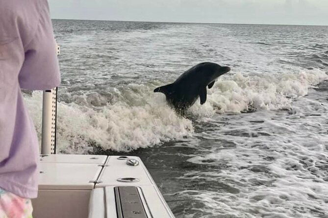 private-2-hour-dolphin-eco-tour-marco-island-fl