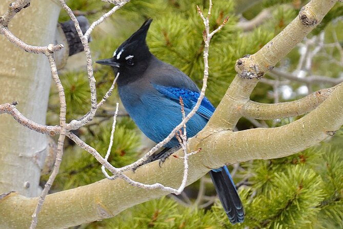 private-birding-hike-in-rocky-mountain-national-park