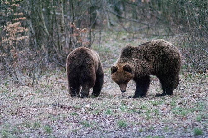 private-brown-bear-watching-experience-near-odorheiu-secuiesc
