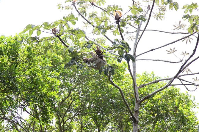 private-buggy-tour-sapiranga-reserve-forte-beach-by-emytour
