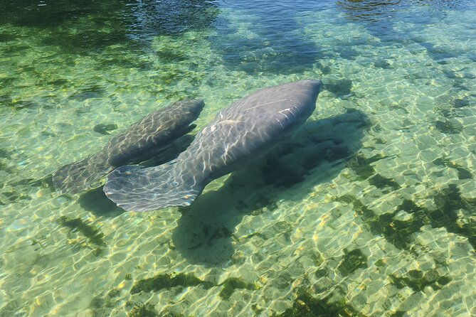 private-crystal-river-wildlife-boat-tour